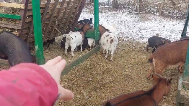 Покрытие 💞 КАМЕРУНСКИХ КОЗ 🐐 продолжается. Какие УДОИ в ДЕКАБРЕ.