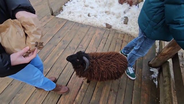 Буковель! Обзор Еды! Накормили Животных! Колесо Обозрения! Новый Номер в Отеле