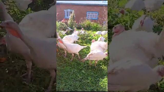 Turkeys running on the grass