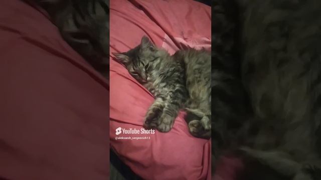 Кошка наша засыпайка)