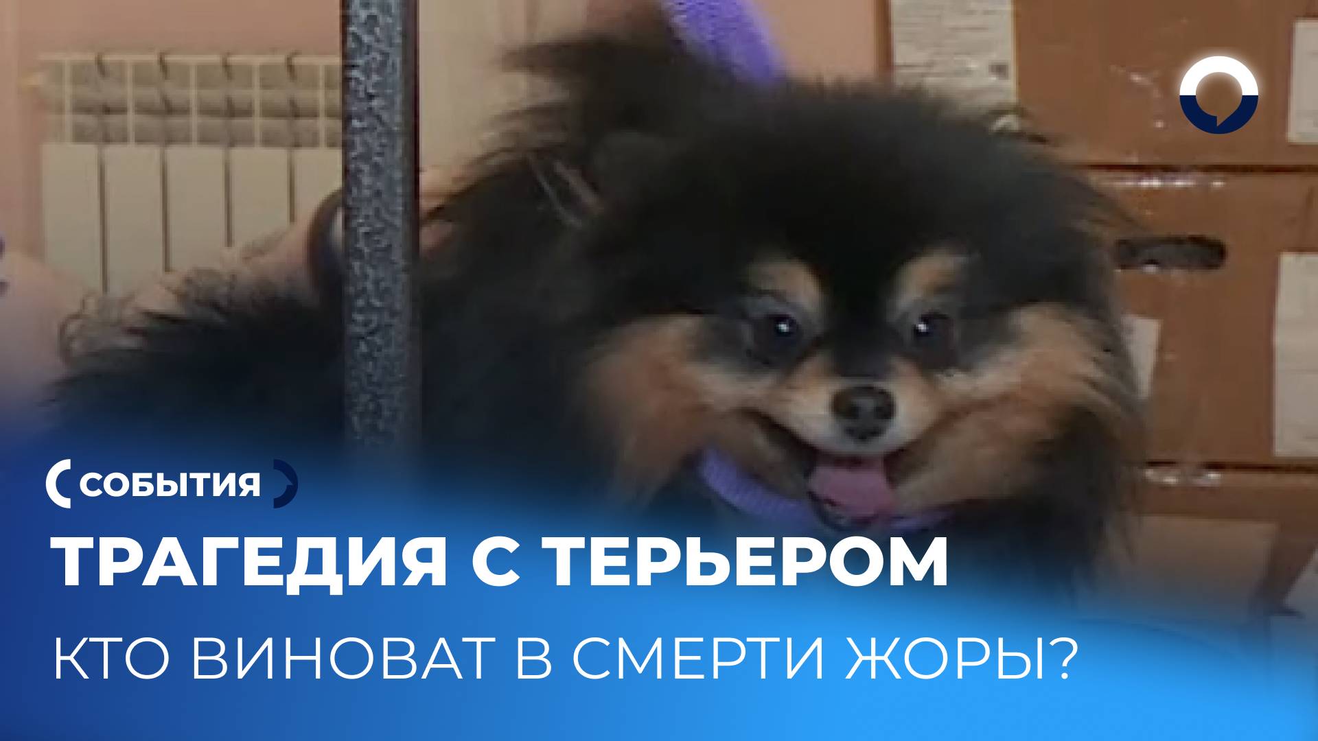 Владельцы терьера подают в суд на грумера: кто в итоге виноват?