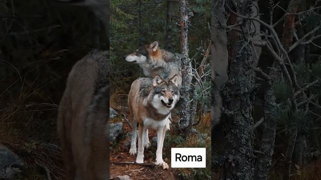 Волки