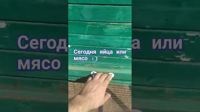 Трудный выбор