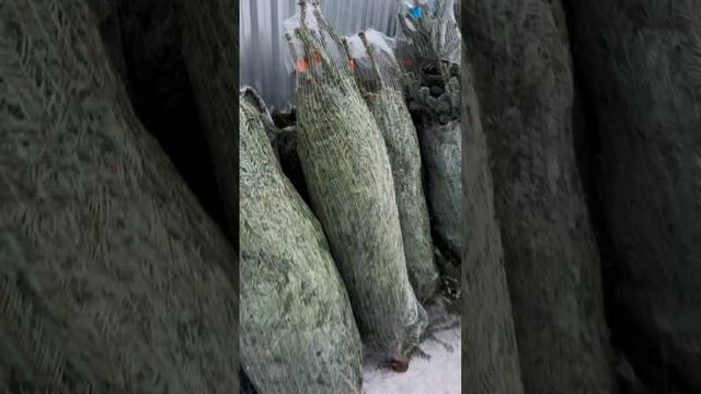 1000025398.mp4