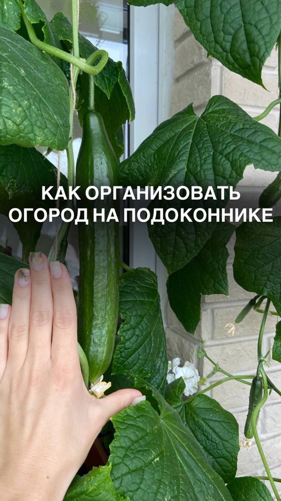 Как организовать огород на подоконнике #дача #огороднаподоконнике #дачадача #сад #дача