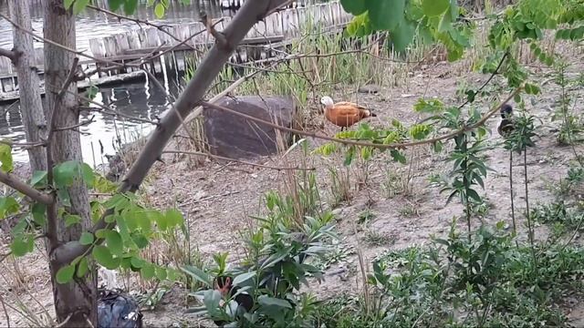 РЕКОНСТРУКЦИЯ ПАРКА им.ГУРОВА В МАРИУПОЛЕRECONSTRUCTION OF THE PARK IN MARIUPOL