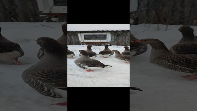 Зимним морозным днём зашли с кошечкой Лапой в гости к гусям 🪿