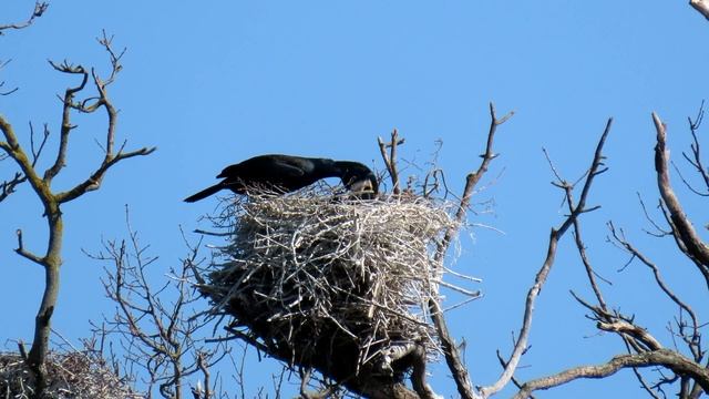 970. Kormorán velký, Great Cormorant, Kormoran, Grand Cormoran, Большой баклан, Kormoran zwyczajny