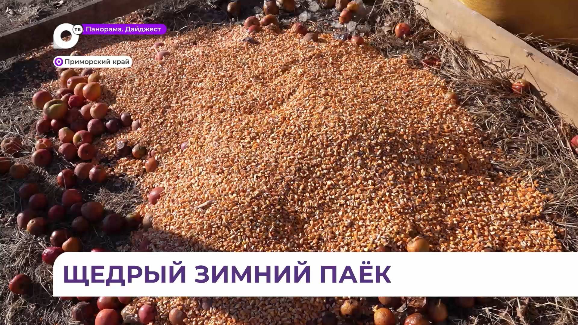 В приморских заказниках началась зимняя подкормка копытных животных