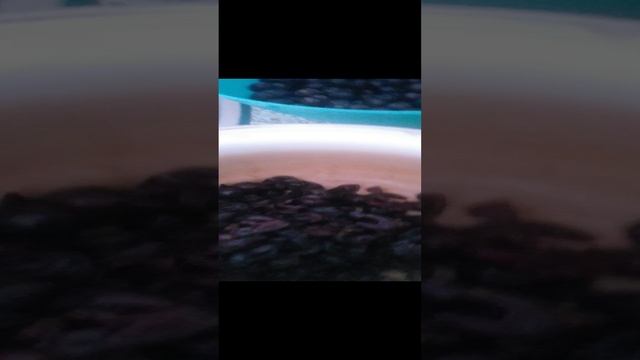 VID_20241218_120930.mp4