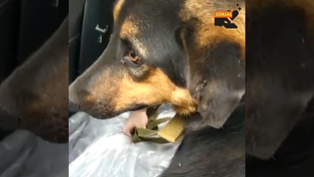 С того света в Подмосковный замок| Джесси