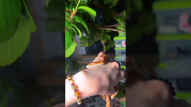 Мой антистресс🐍✨☀️🪲