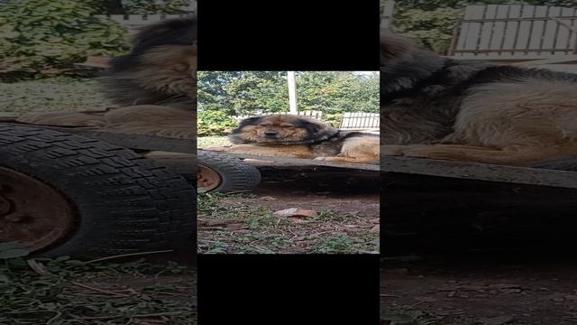 Я ### отдыхаю не мешай ####