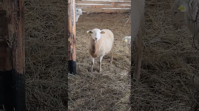 Баранчик катумской породы на племя