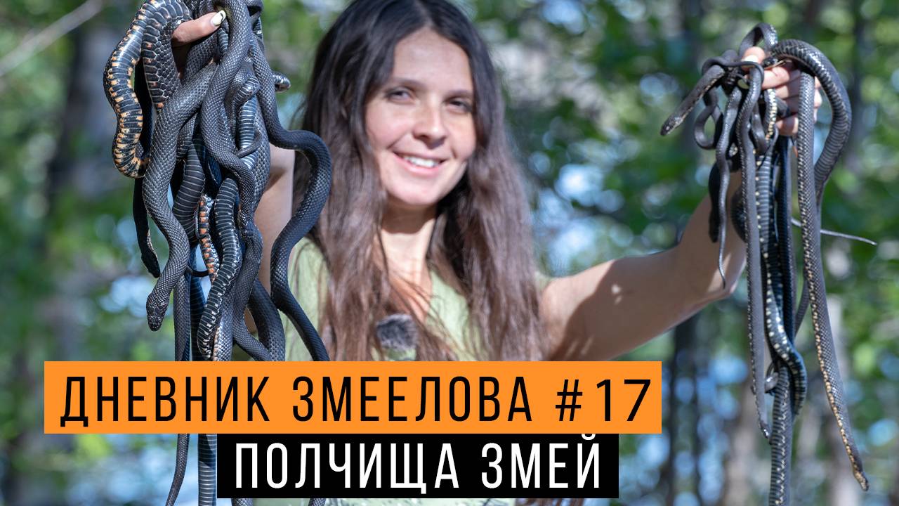 ПОЛЧИЩА змей: ужи или ГАДЮКИ? — Дневник змеелова #17 / Змеелов - ученый