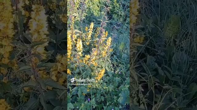 Ещё один неизвестный цветок на нашей даче