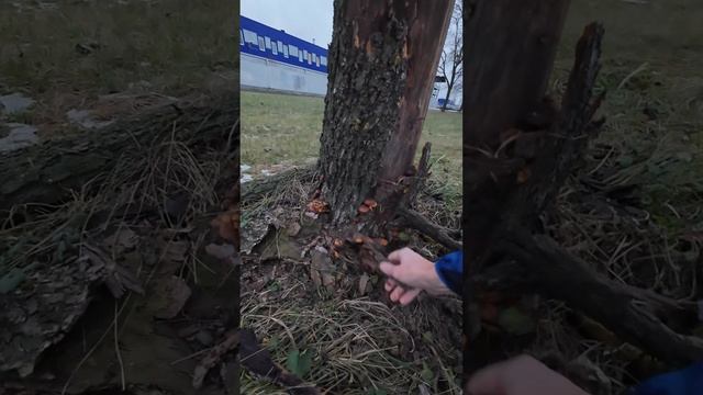 Засохшие деревья в городе