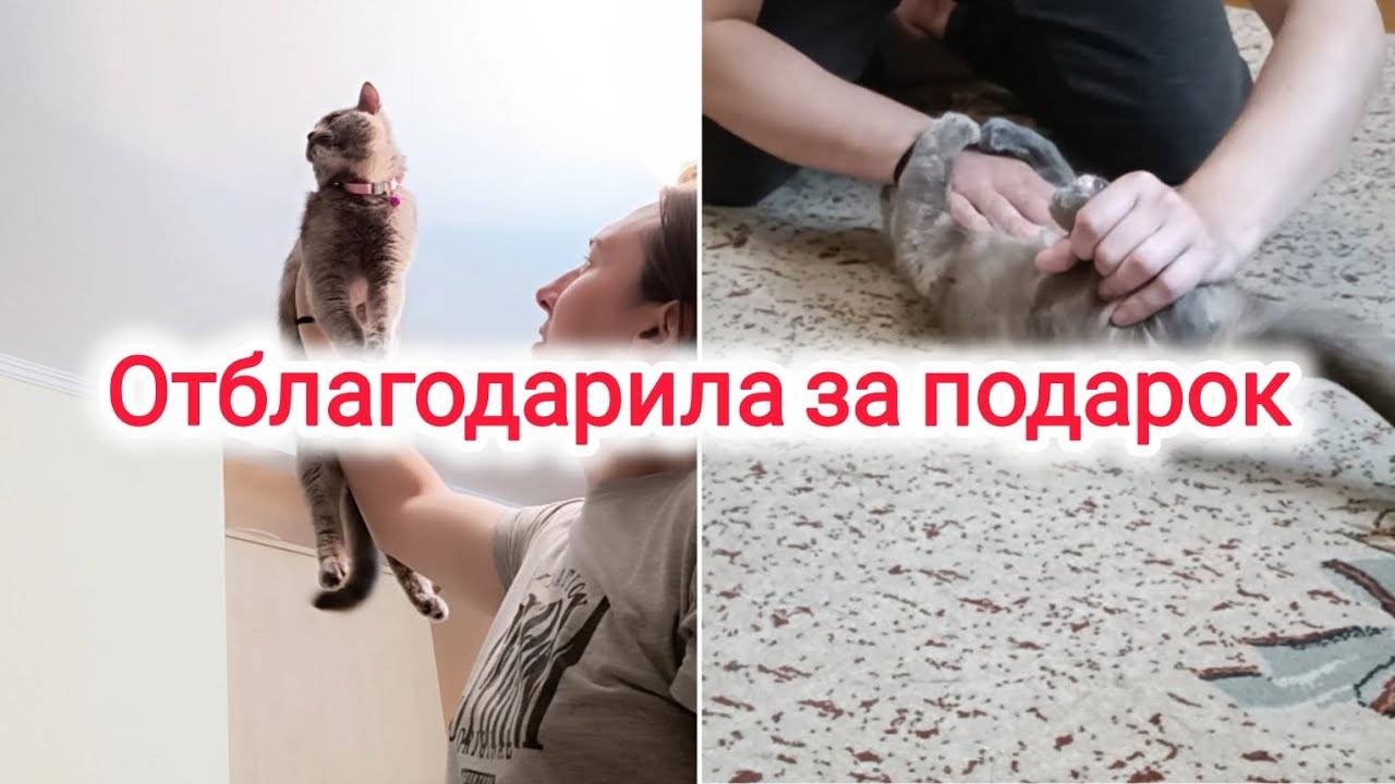 ПОДАРИЛИ КОШКЕ ПОДАРОК 🤭