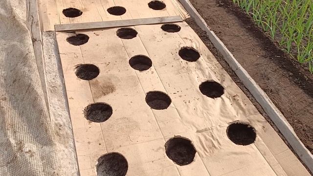 Посадка перца в грунт....