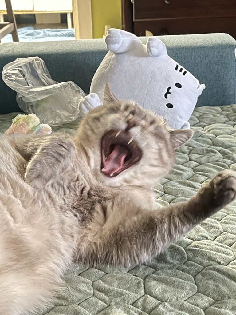 kotya