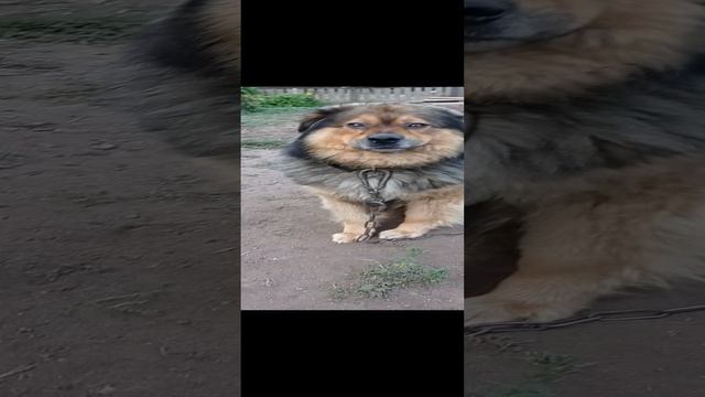 #####Собака ####