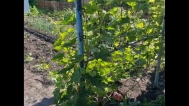 🍇 виноград 2019