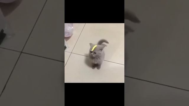scene_output.mp4
