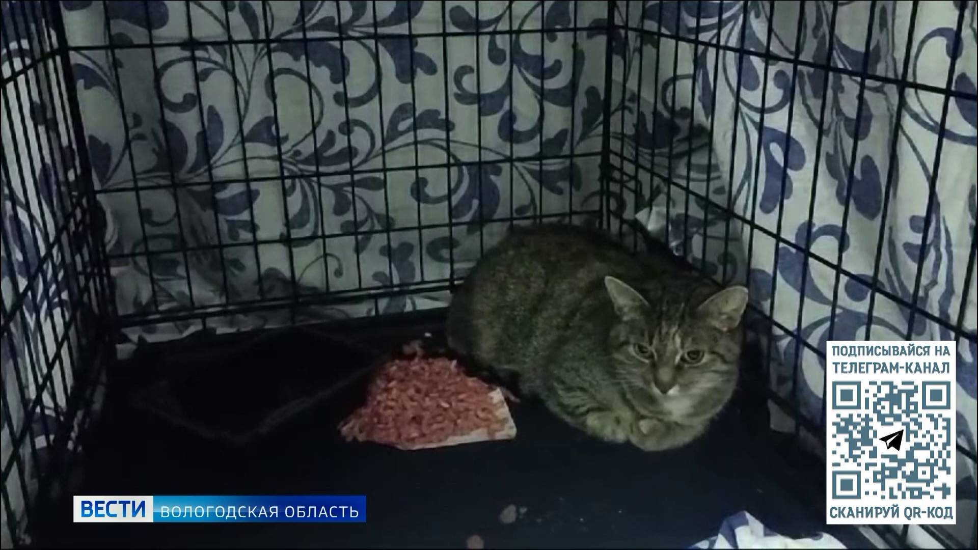 Кошку Соню железнодорожники Вологды вернули хозяйке в Санкт-Петербург