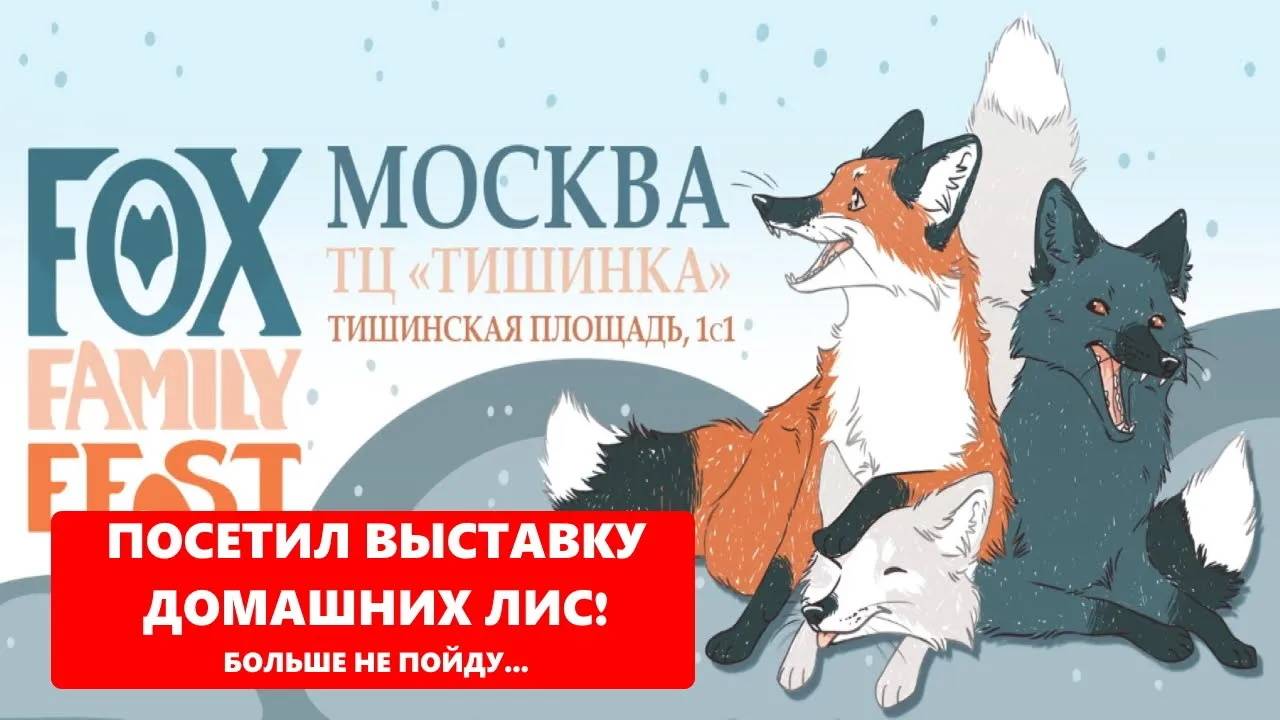 FOX FAMILY FEST выставка ручных лис в Москве 17 ноября 2024 года - квадроберы, сова, а лисы то где?