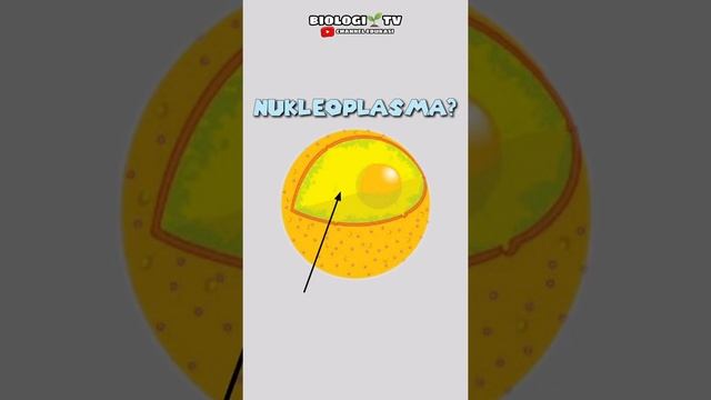 nukleoplasma #biologi #ipa #utbk2022