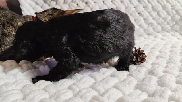 Мой ласковый и нежный зверь