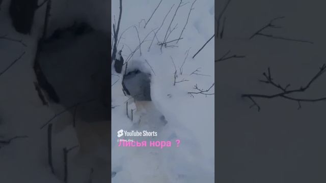 Лисья нора?