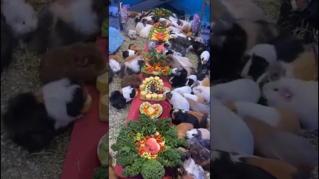 Свадьба морских свинок🥳😁