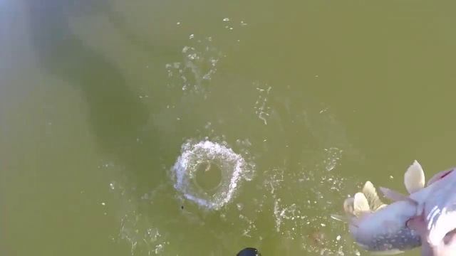 Рыбалка на щуку