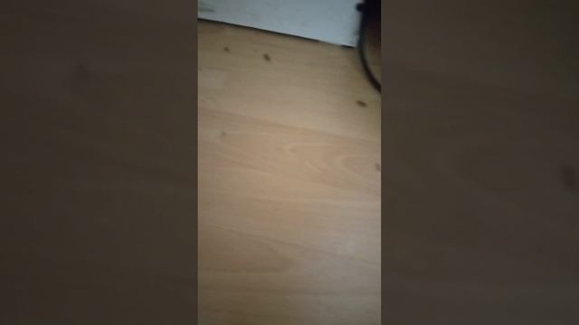 отрава от тараканов