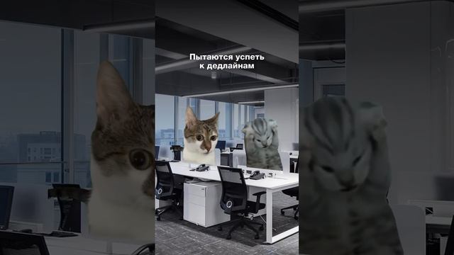 Типы людей перед Новым Годом от котиков. Нашли себя?