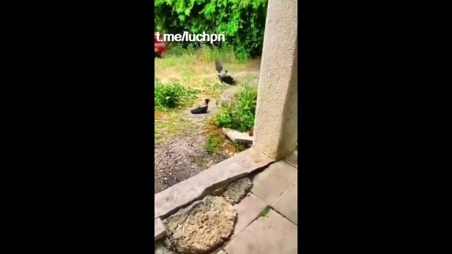 Реальные пацаны против Чушпанов