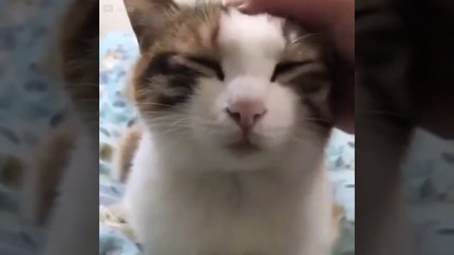 Как_отключить_кота_за__15