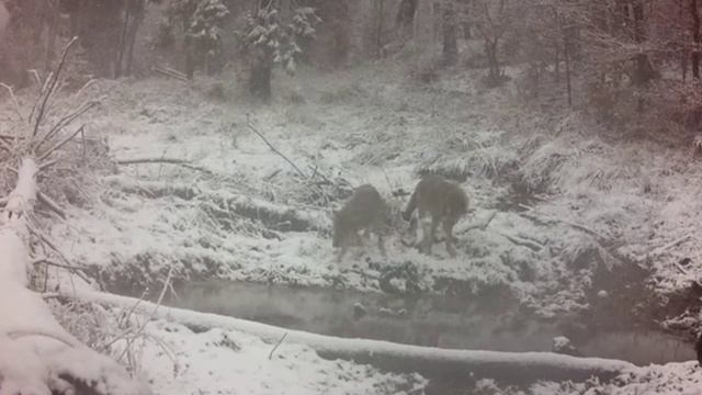 Фотоловушка 🐺🐺🐺