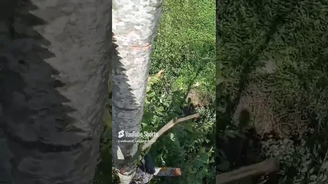 Воздушный лесоруб на дереве с двуручной пилой