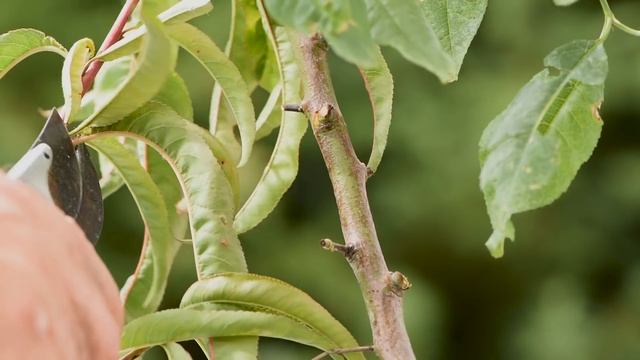 Прививка деревьев окулировка FRUIT TREE GRAFTING