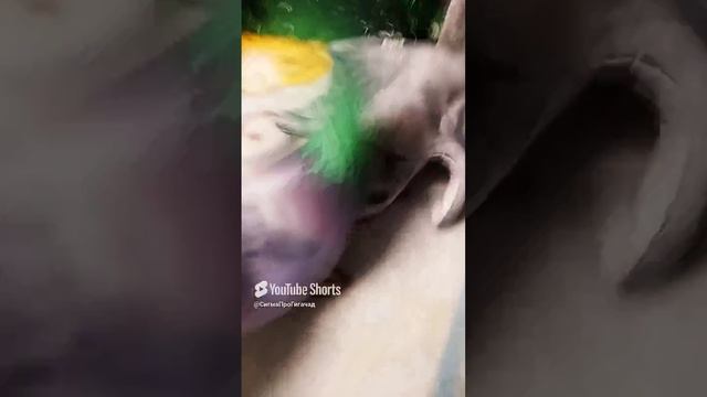 1000004115.mp4