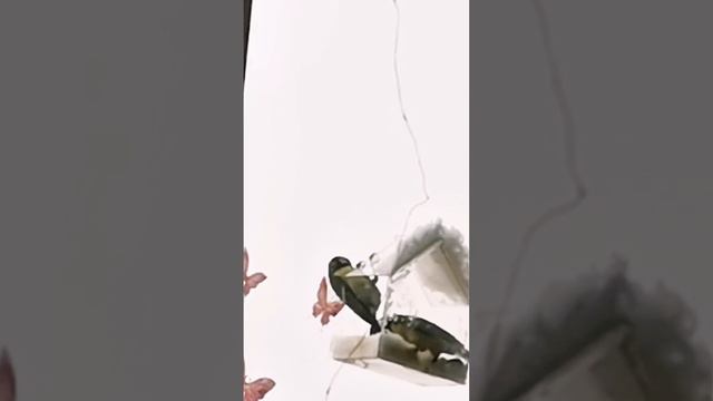 Синички голодные кормят я у нас