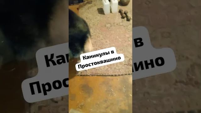 БЕЛКИН: второй месяц в семье, отпуск в деревне, Николаевск and my animals forever