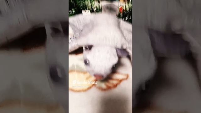 1000004113.mp4