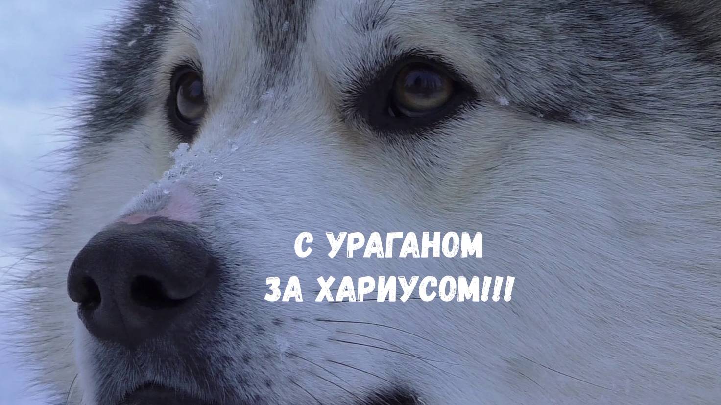 ВЫЕЗД С УРАГАНОМ ЗА ХАРИУСОМ!!!