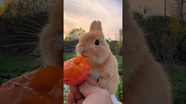 vitamin rabbit