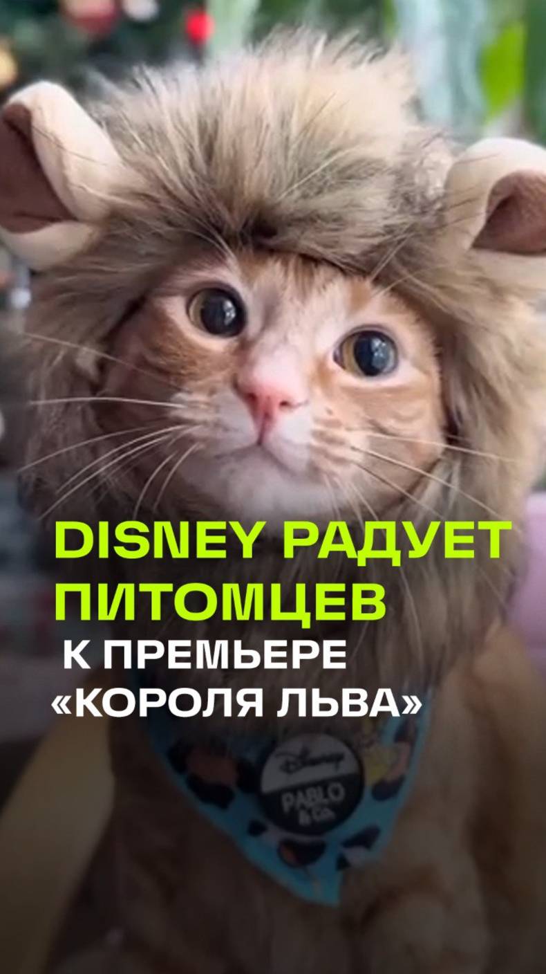 Disney выпустил бокс для питомцев к премьере Муфаса: Король Лев