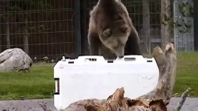 Bear Resistant Cooler  Pelican Elite Cooler vs  Grizzly Bear