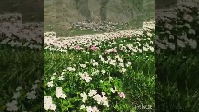 1000001015.mp4